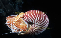 Nautilus pompilius.
Taken at LIFOU island, New Caledonia... by Antonio Pastorelli 